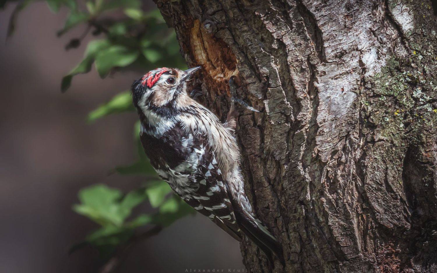 , Круль Александр