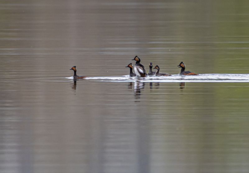 кисловодск, птицы, черношейные поганки Черношейные поганки фото превью
