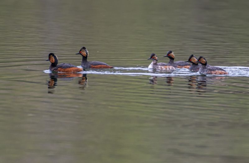кисловодск, птицы, черношейные поганки Черношейные поганки фото превью