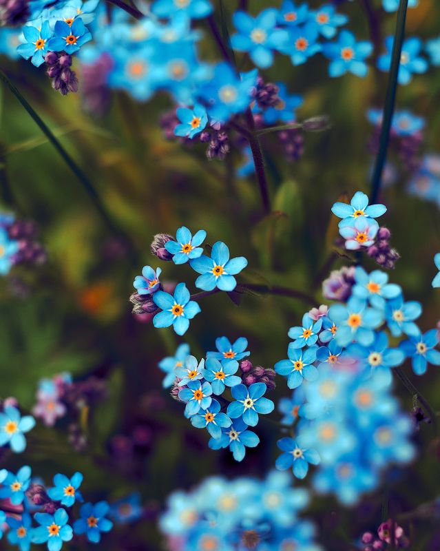 *** фото превью