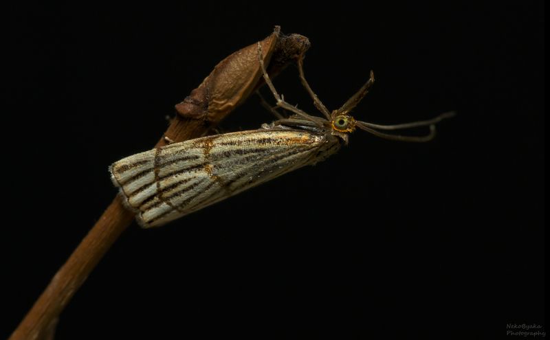 макро, природа, насекомые, лето, трава, растения, мотылек, бабочка, macro, nature, insects, summer, grass, plants, moth, butterfly, Травянка Золотистая фото превью