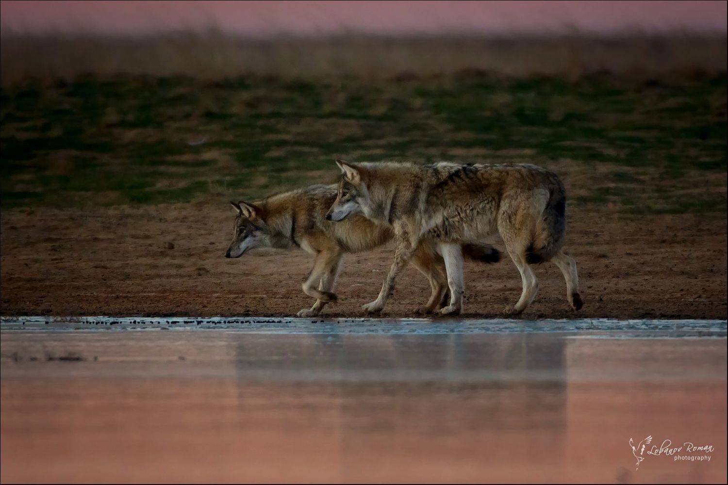 , Роман Лобанов