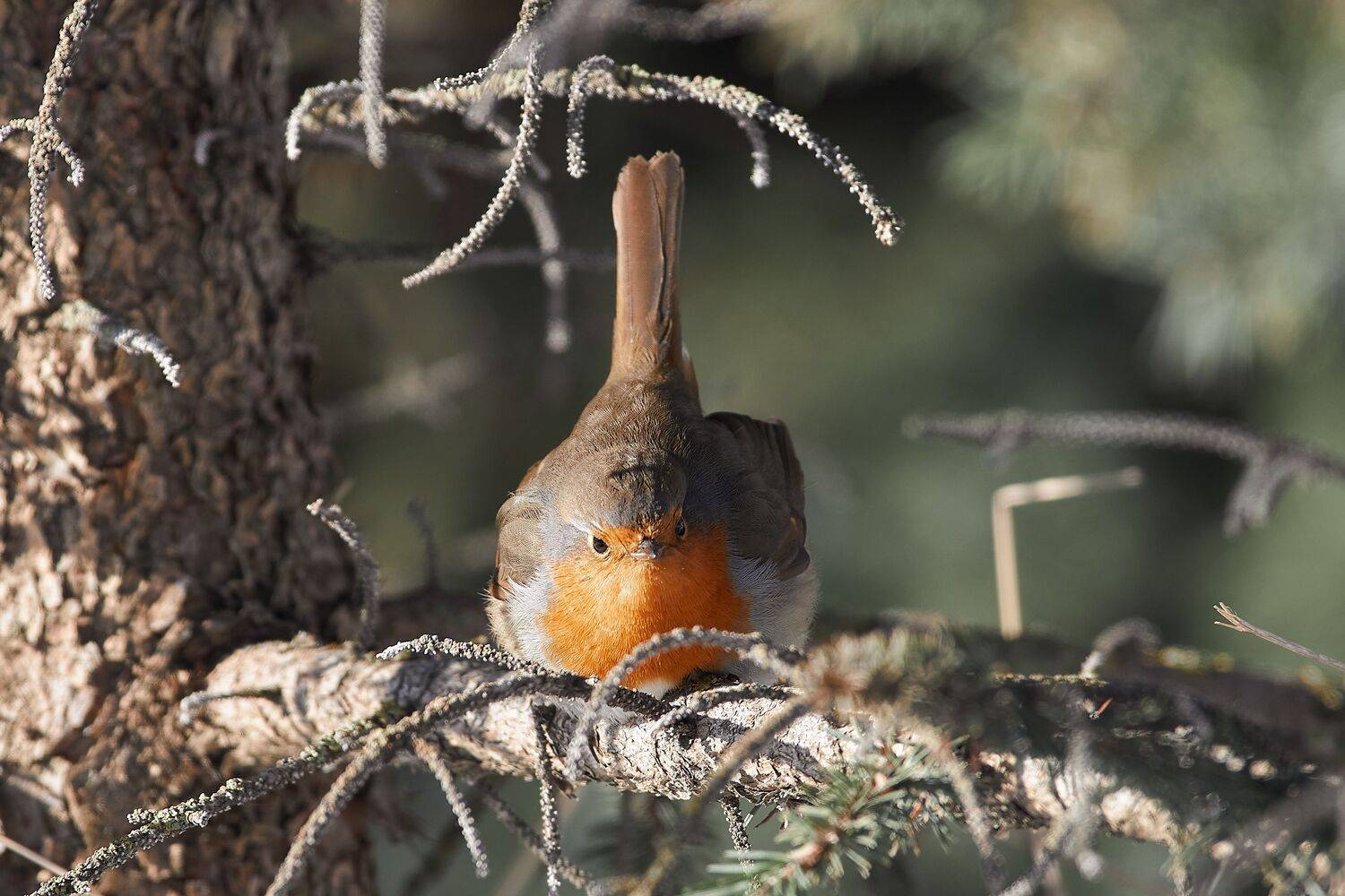 volgograd, russia, wildlife, Erithacus rubecula, , Сторчилов Павел
