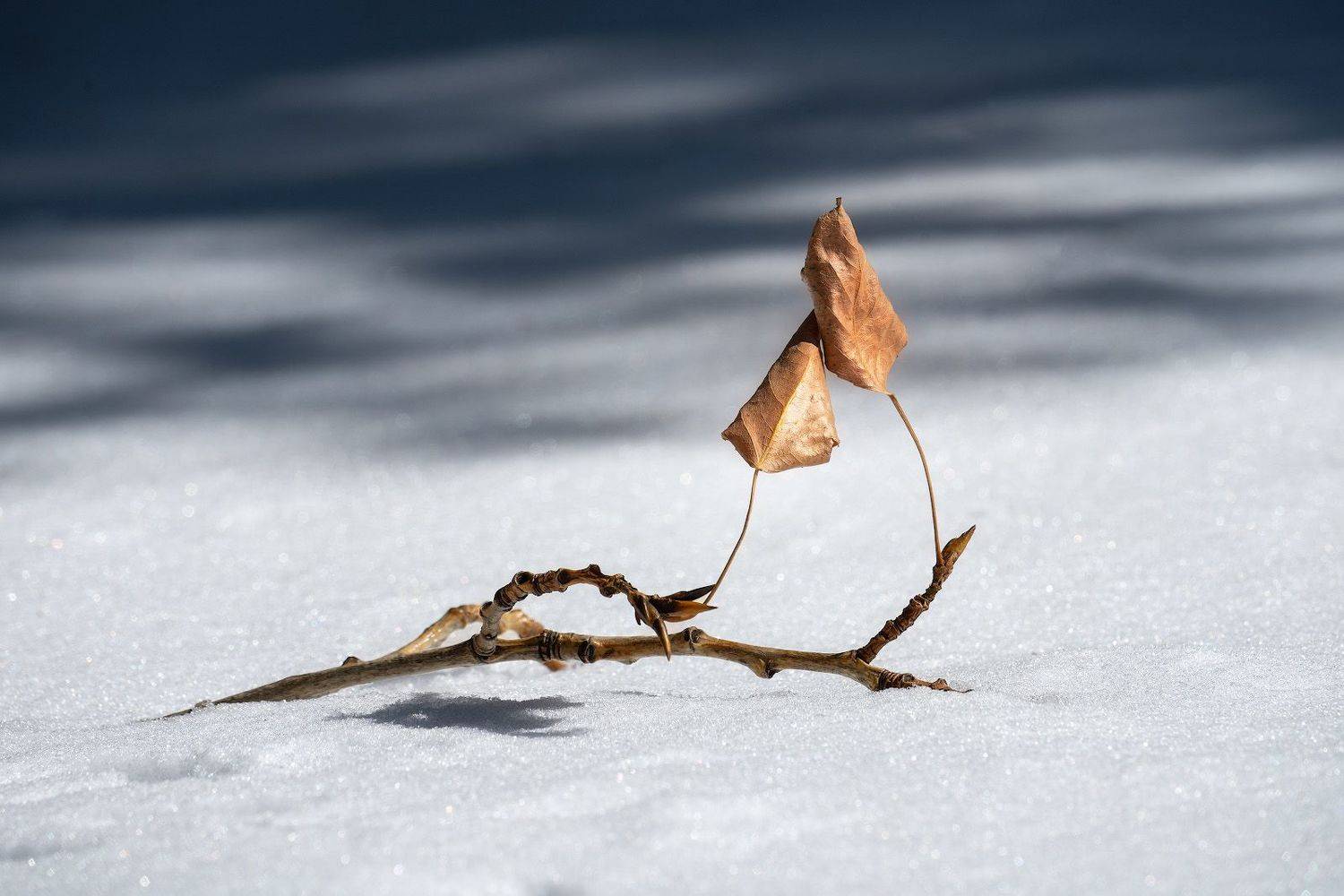 , Алексей Вымятнин