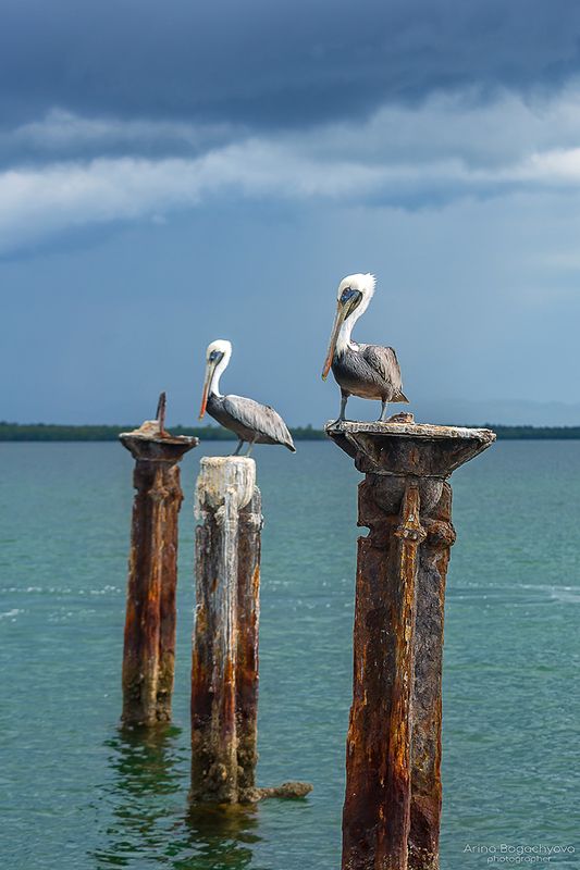 *** фото превью