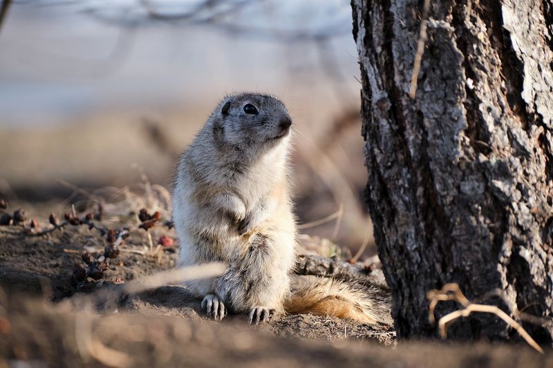 Татышев, Красноярск, суслики В ожидании чуда фото превью