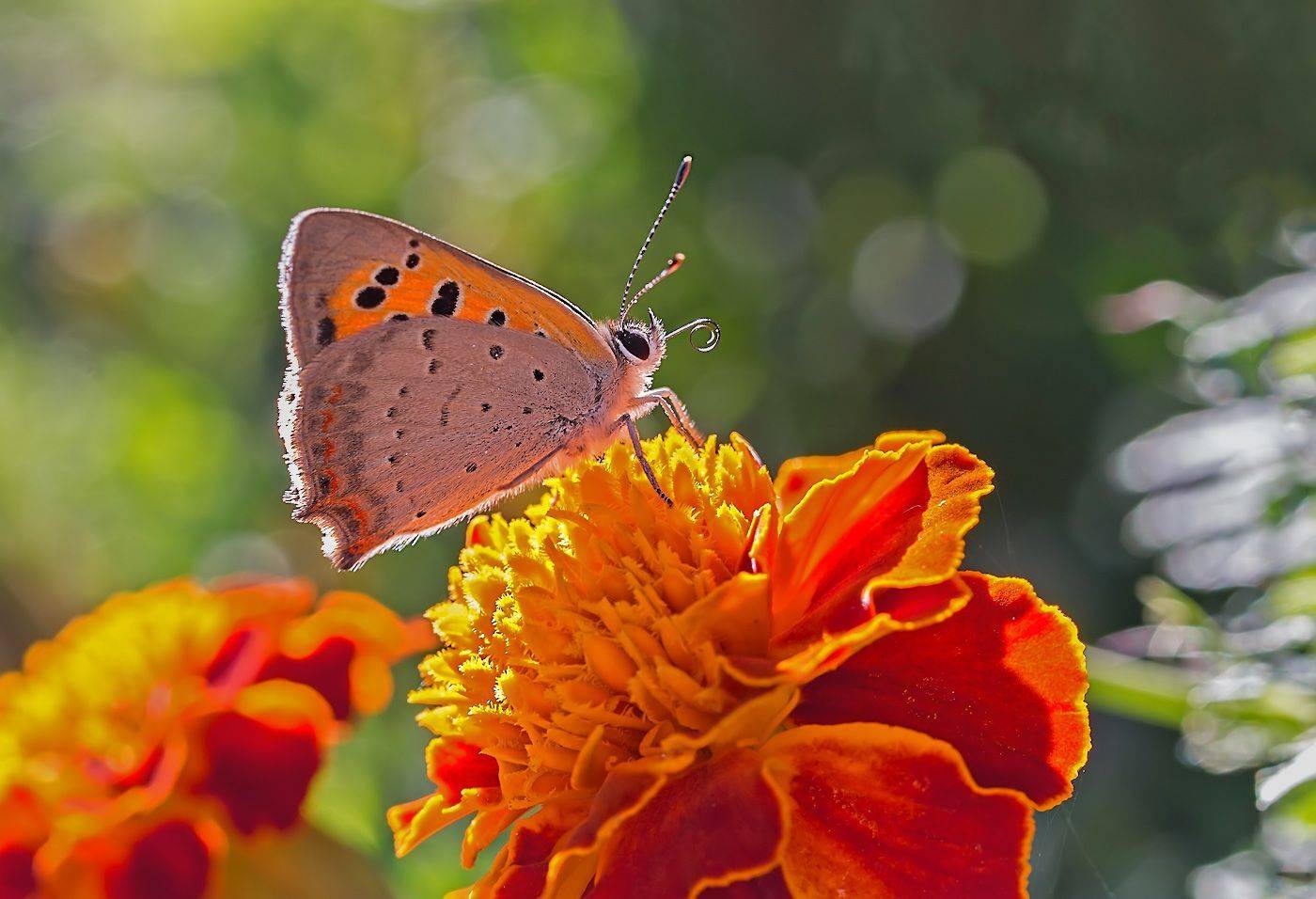 насекомые, бабочка, голубянка, червонец, пламенный, осень, сентябрь, Борис Новиков