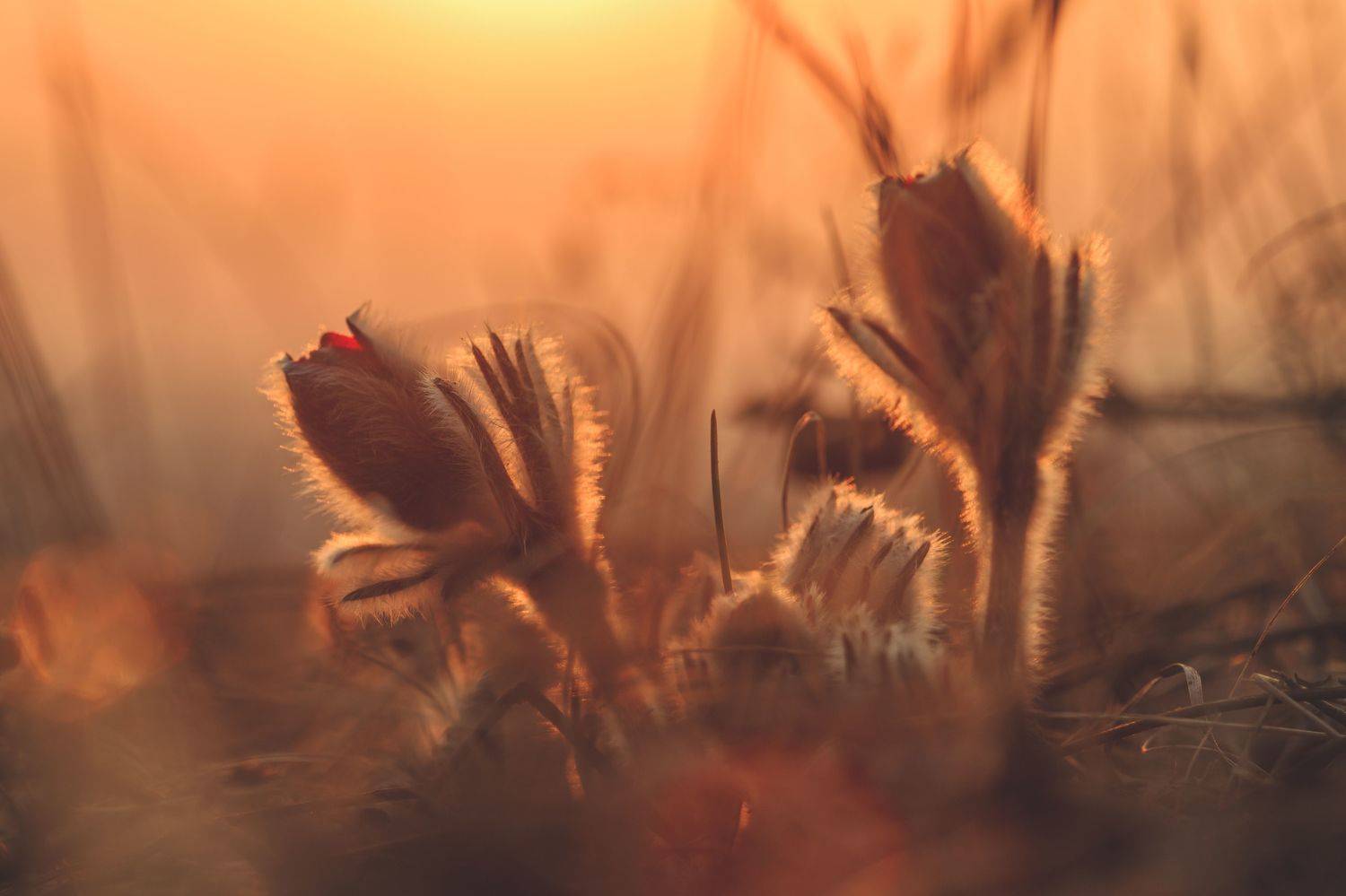 , Сигида Дмитрий