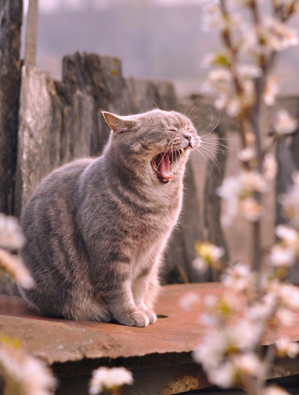 Деревенская весна фото превью