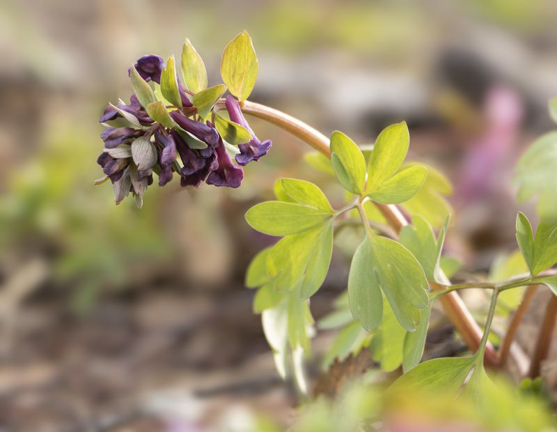 Хохлатка фото превью