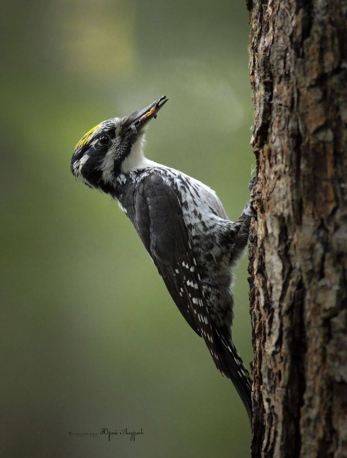 трёхпалый дятел, желтоголовый, (picoides tridactylus), сенчитский бор, Юрий Андреев