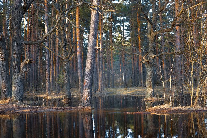 Половодье в лесу фото превью