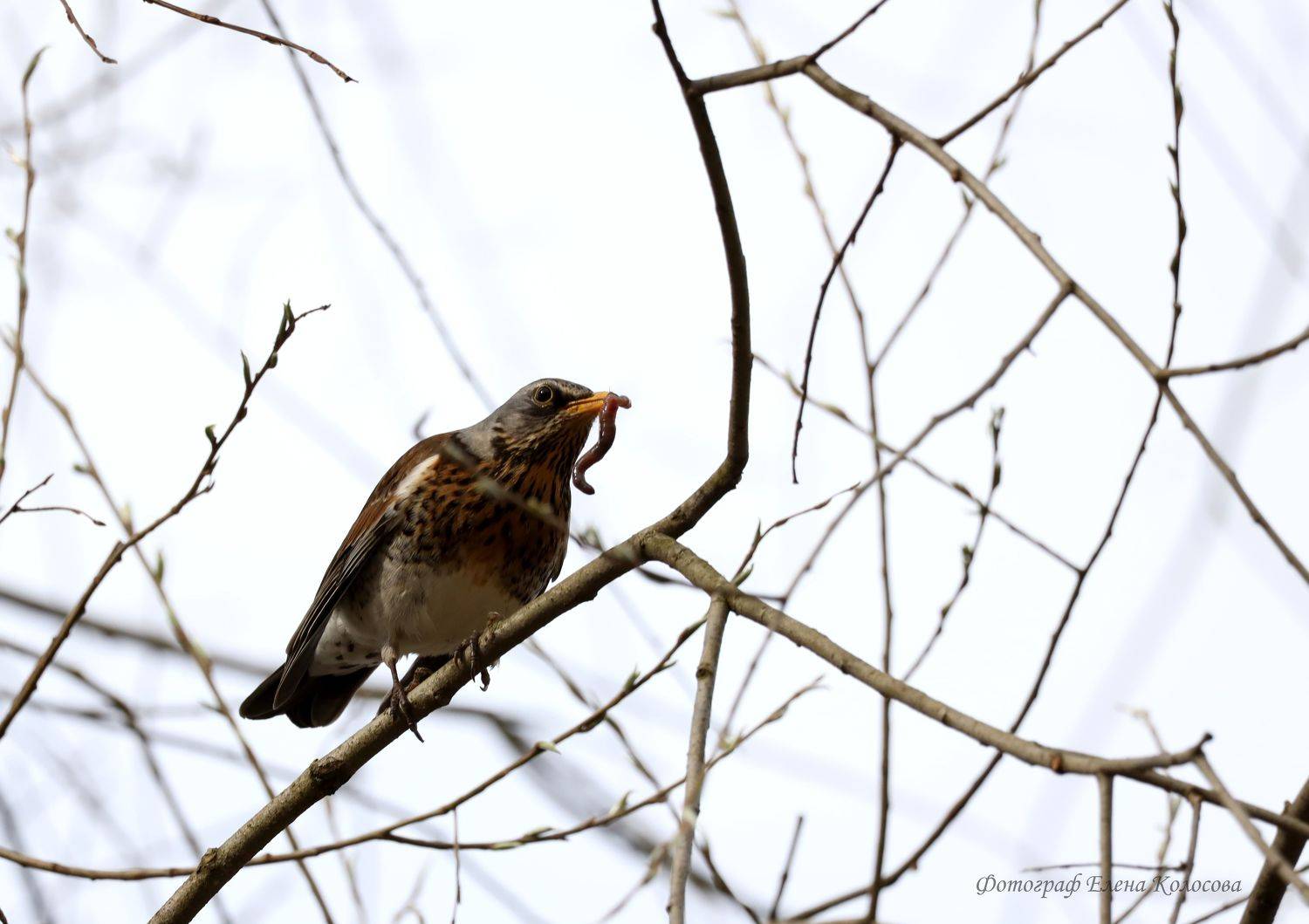 , Колосова Елена