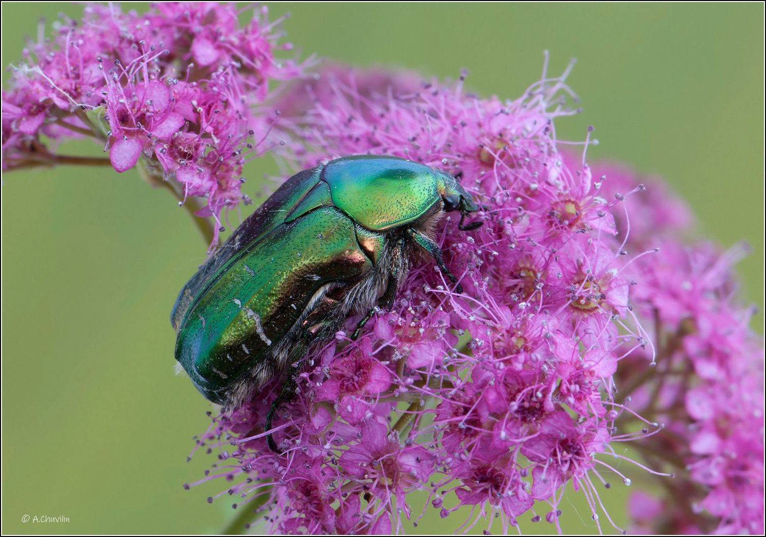 , Александр Чувилин