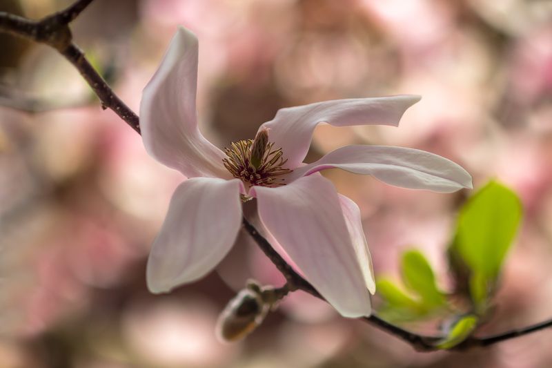 весна,природа,макро,магнолия,цветы,деревья,листья, Время магнолий. фото превью