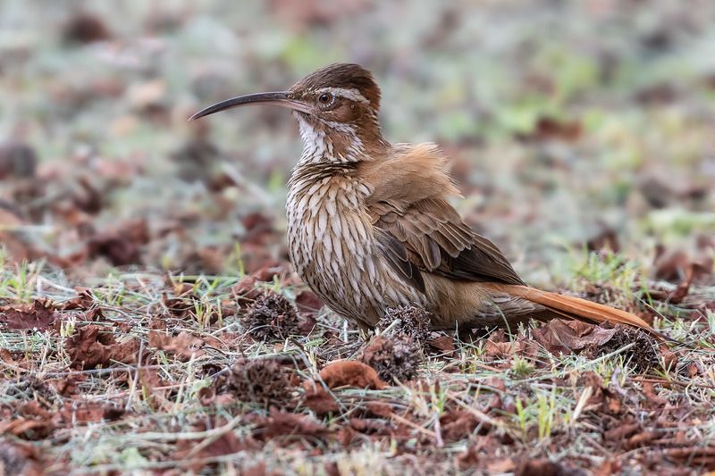 птицы, уругвай *** фото превью