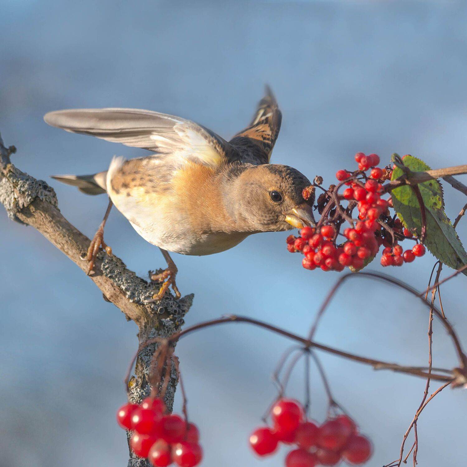 , Белоусов Михаил