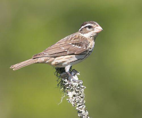 Female. Rose-breasted Grosbeak. Красногрудый дубоносовый кардинал