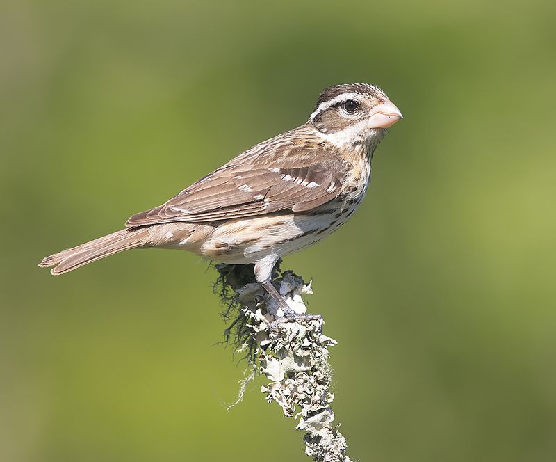 кардинал, rose-breasted grosbeak, grosbeak, весна Female. Rose-breasted Grosbeak. Красногрудый дубоносовый кардинал фото превью