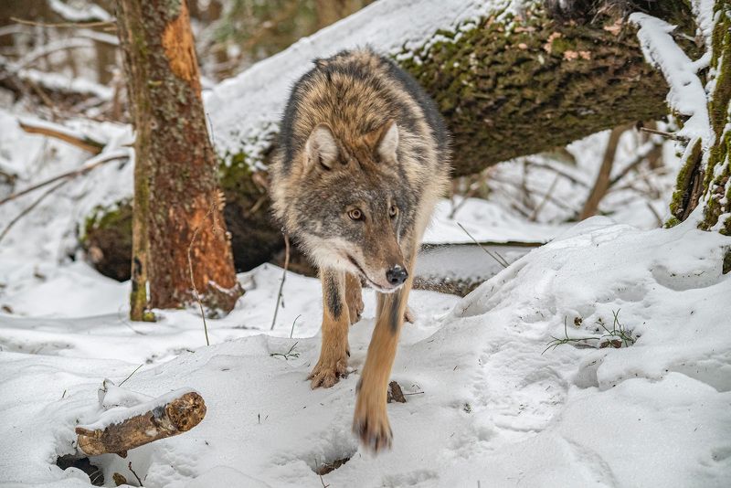 беларусь, красный бор, зима, волк В бору фото превью