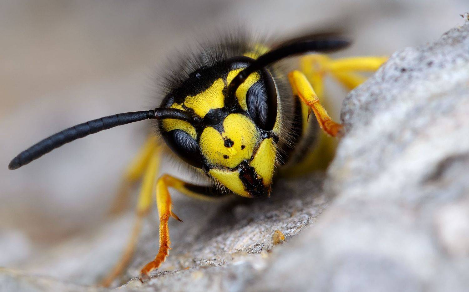 оса германская, vespula germanica, складчатокрылые осы, vespidae, Павел Черенков
