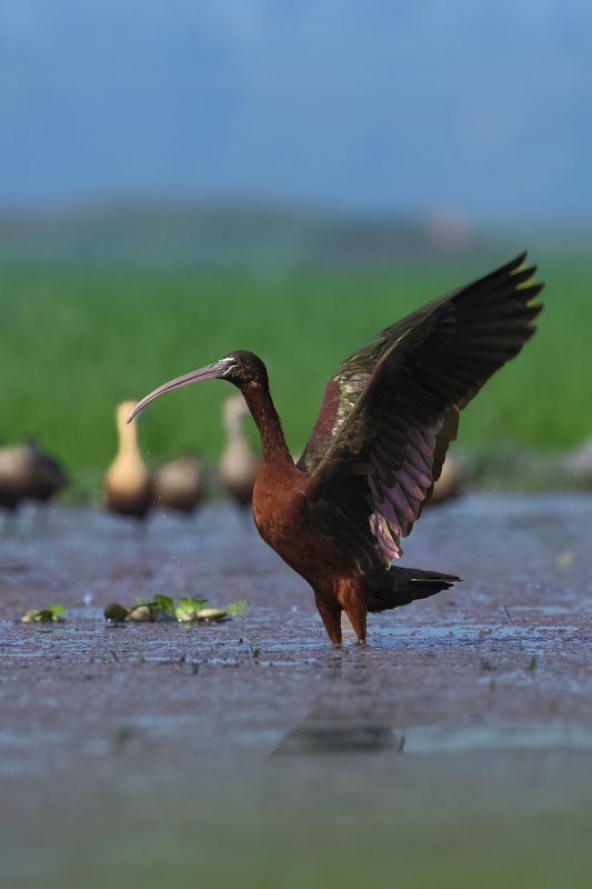 #birdphotography	 #birdsofinstagram	 #wildlifephotography	 #birds	 #naturephotography	 #bird	 #nature	 #wildlife	 #photography	 #birdwatching	 #natgeo	 #photooftheday	 #nikon	 #birding	 #naturelovers	 #canon	 #animals	 #birdlovers	 #travel	 #love	 #bestbi  фото превью