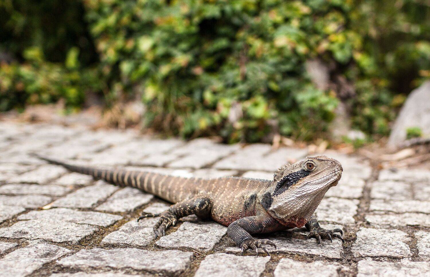 Ящерица, Lilia Tkachenko