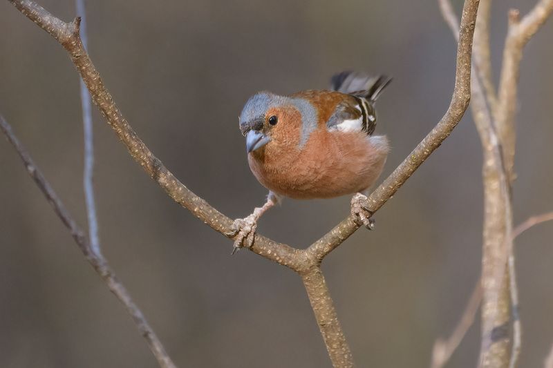 На рогульке фото превью