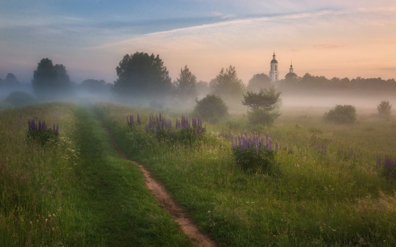 храм, туман, люпины, Утро во Владимирской области фото превью