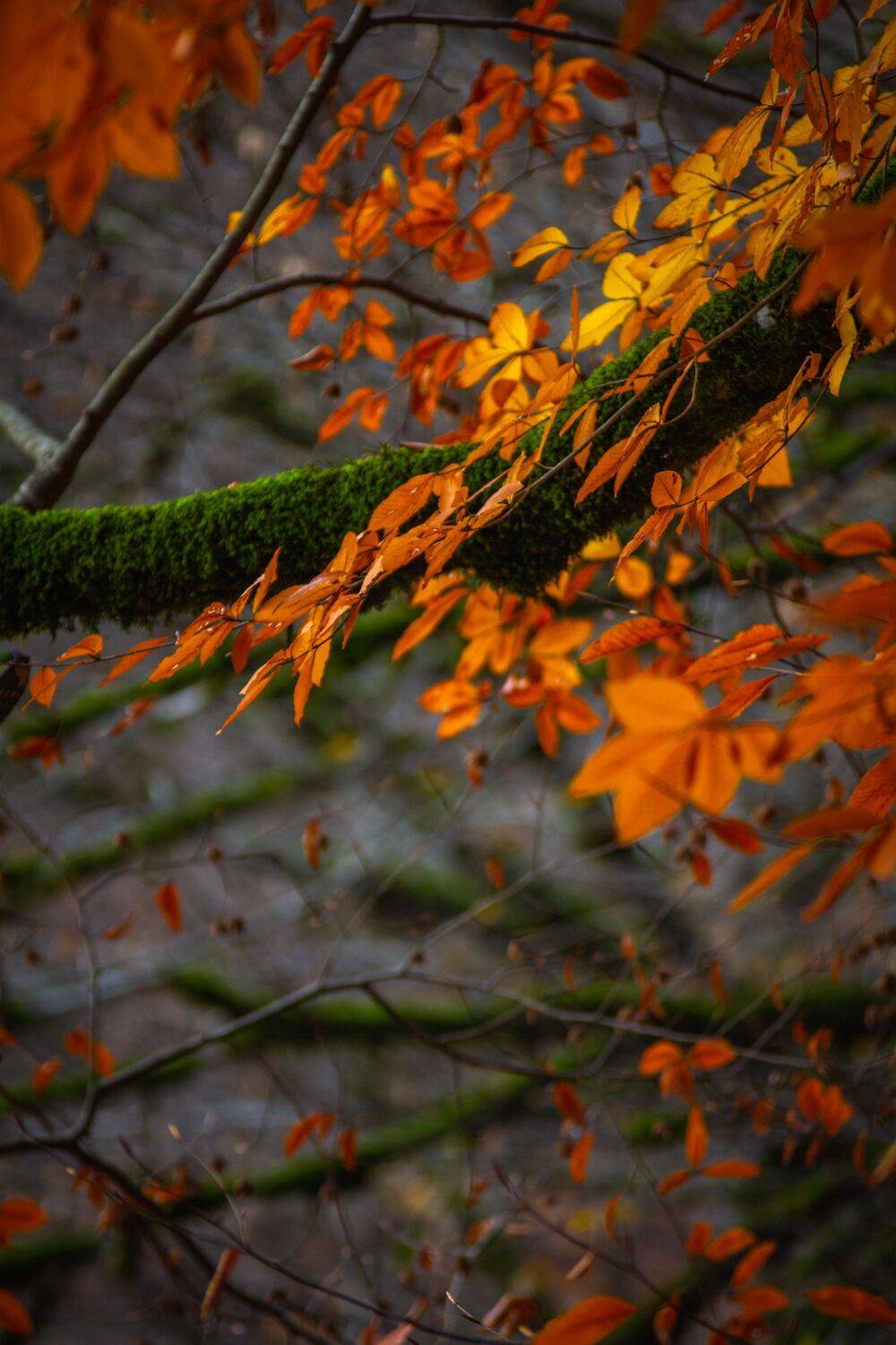 , Сергей Фаренюк