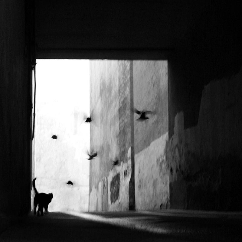 немалевич фото превью