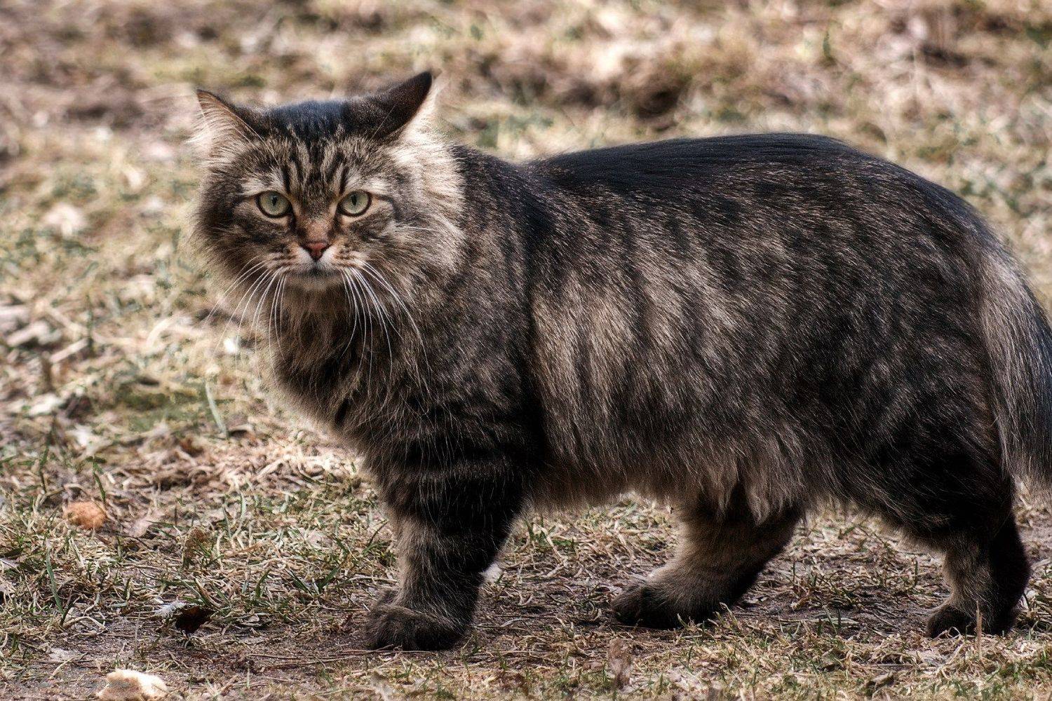 , Орлов Олег