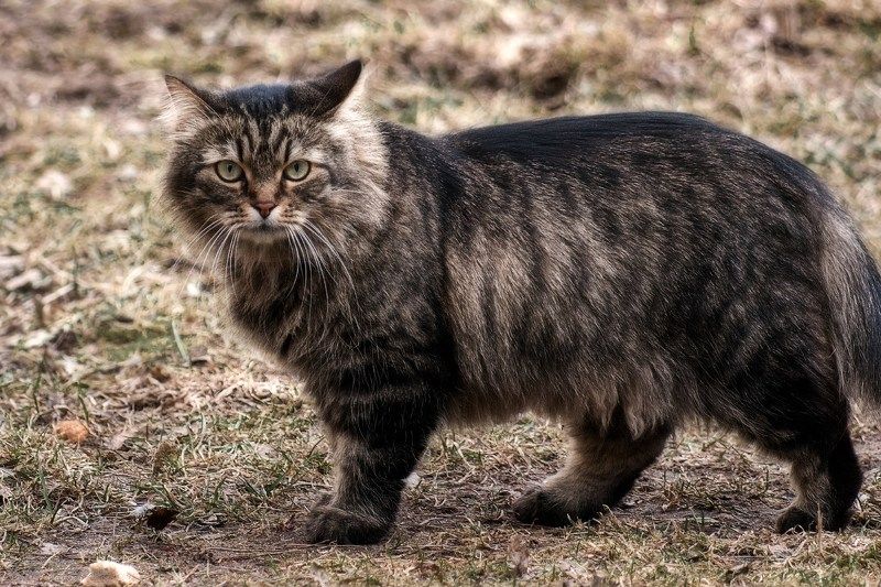 Гуляю, где хочу... фото превью