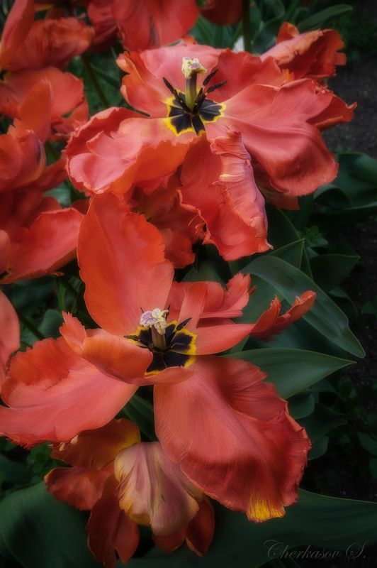 крым, весна, цветы,  фото превью