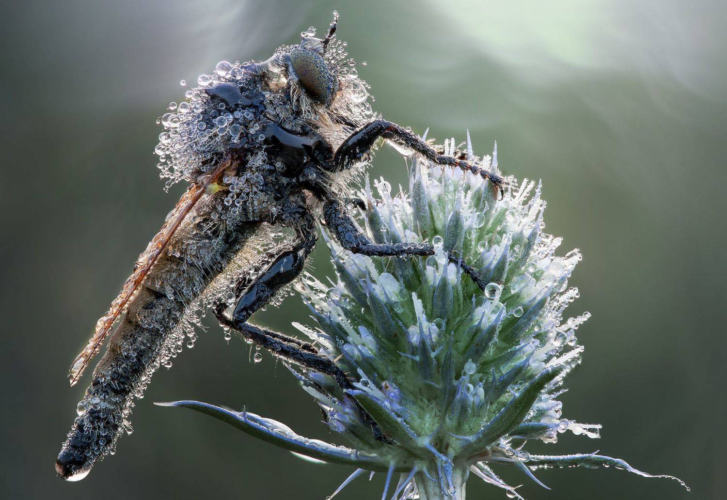 , Кузнецов Дмитрий