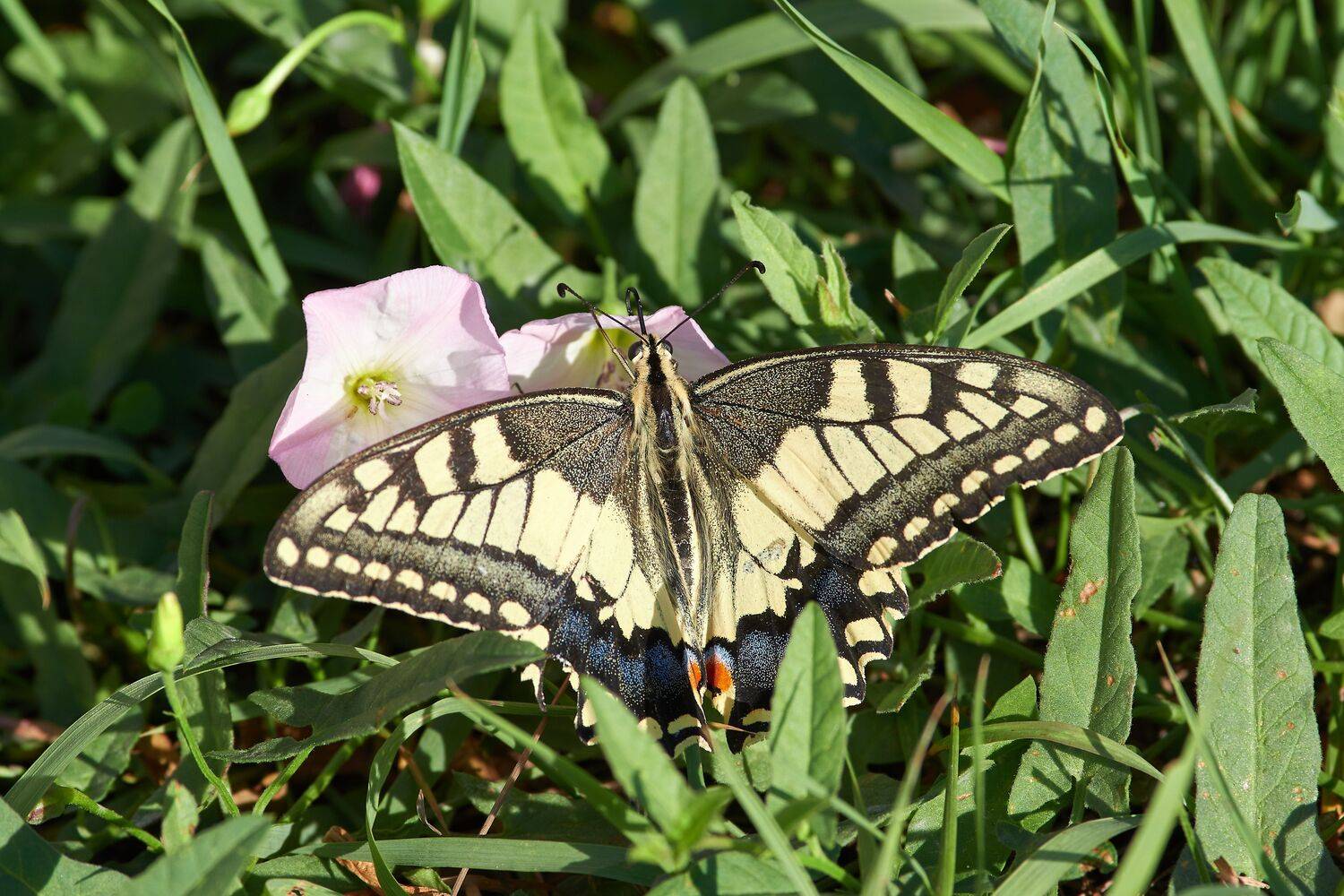 volgograd, russia, wildlife, Papilio machaon, , Сторчилов Павел