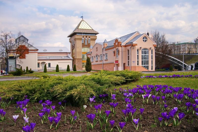 Крокусы фото превью