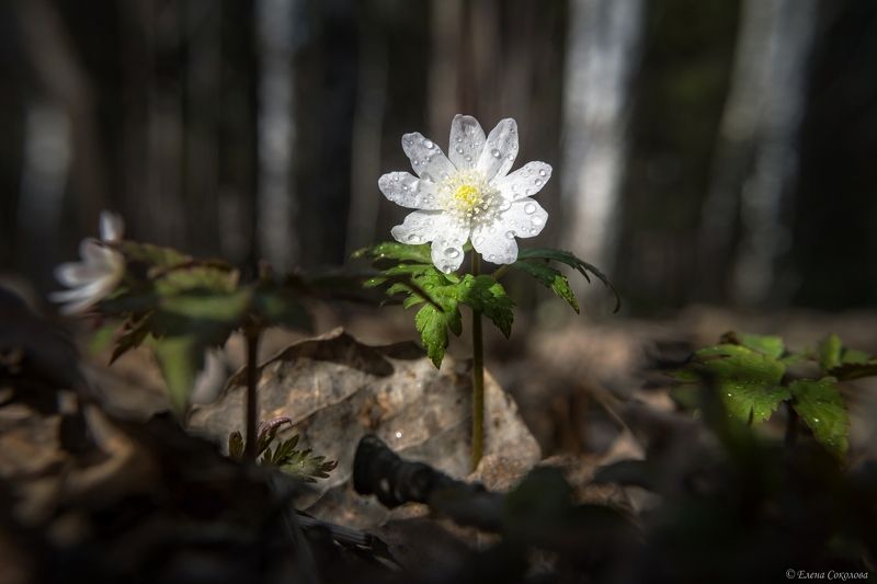 цветы, ветреница, весна, макро, лес, природа Ветреница алтайская фото превью
