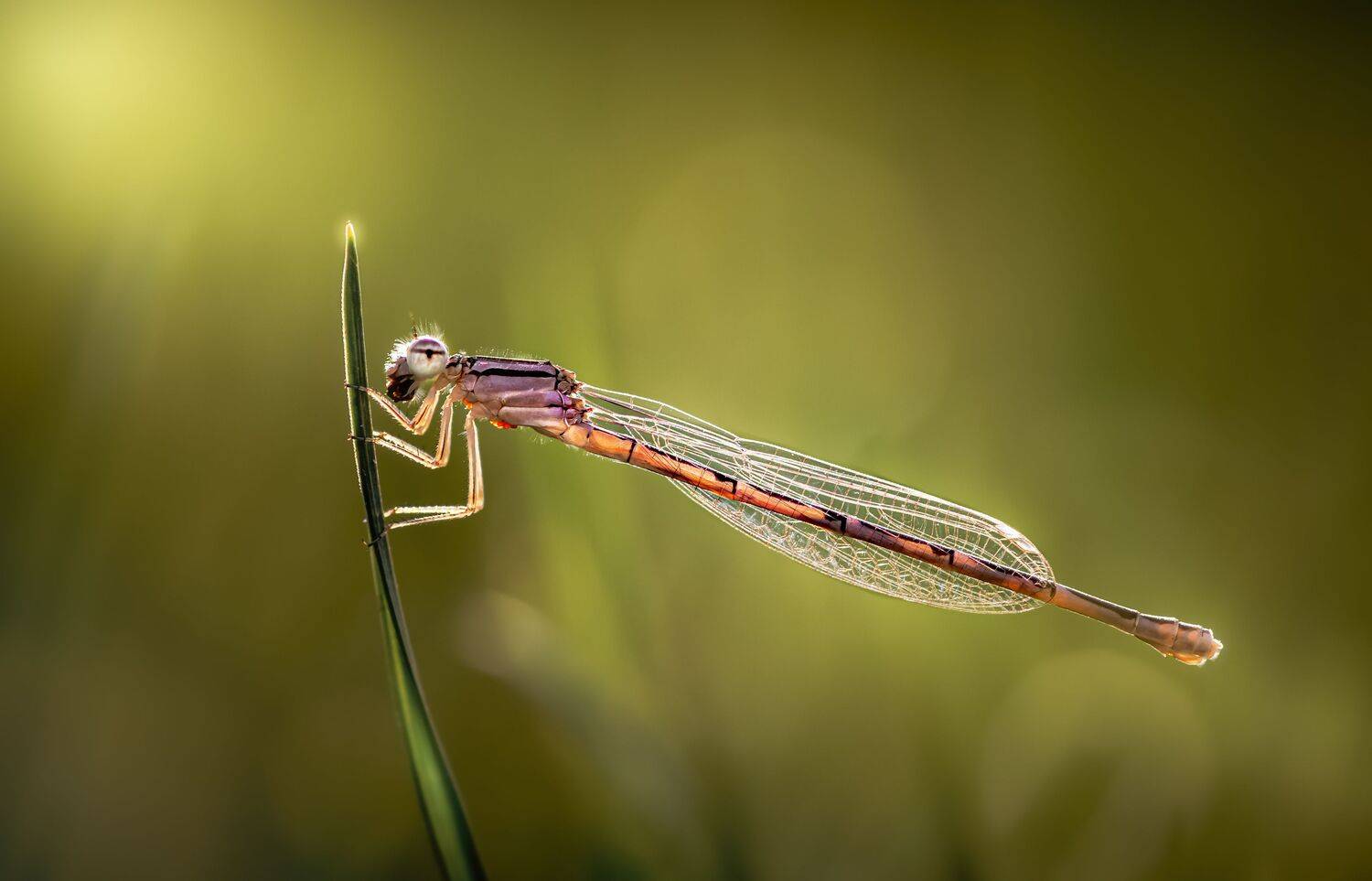 damselfly, dragonfly, insect, grass, sunset, dusk, evening, bug, macro, blade, grassland,, Atul Saluja