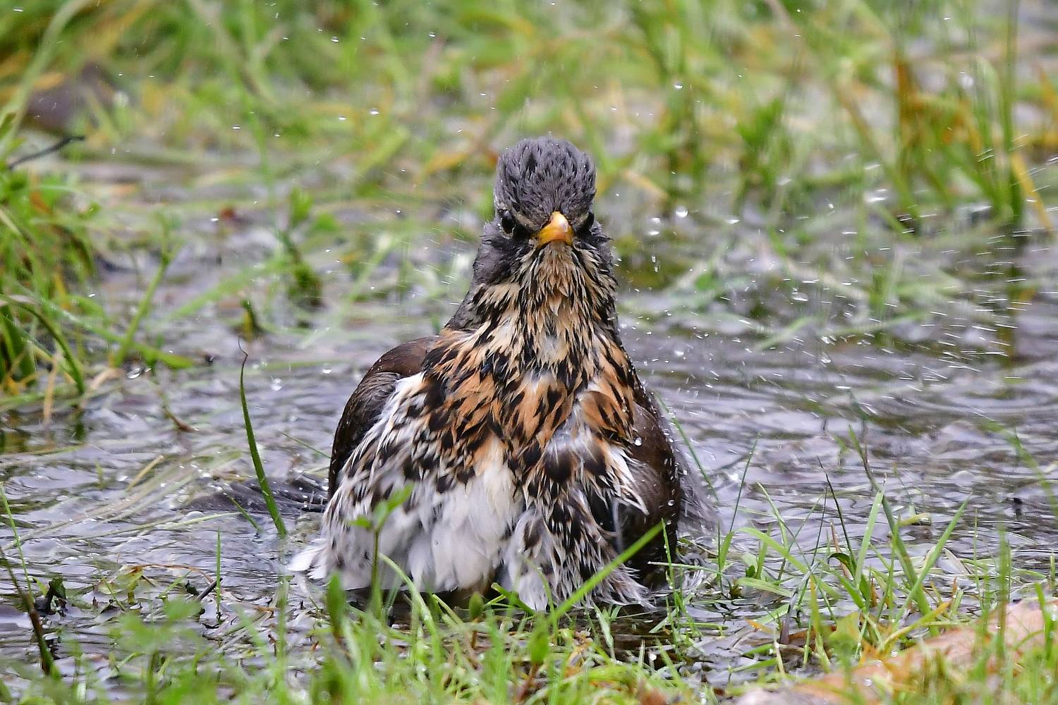 , Корнейчук Игорь