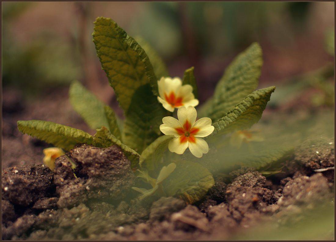 , Хромеев Александр