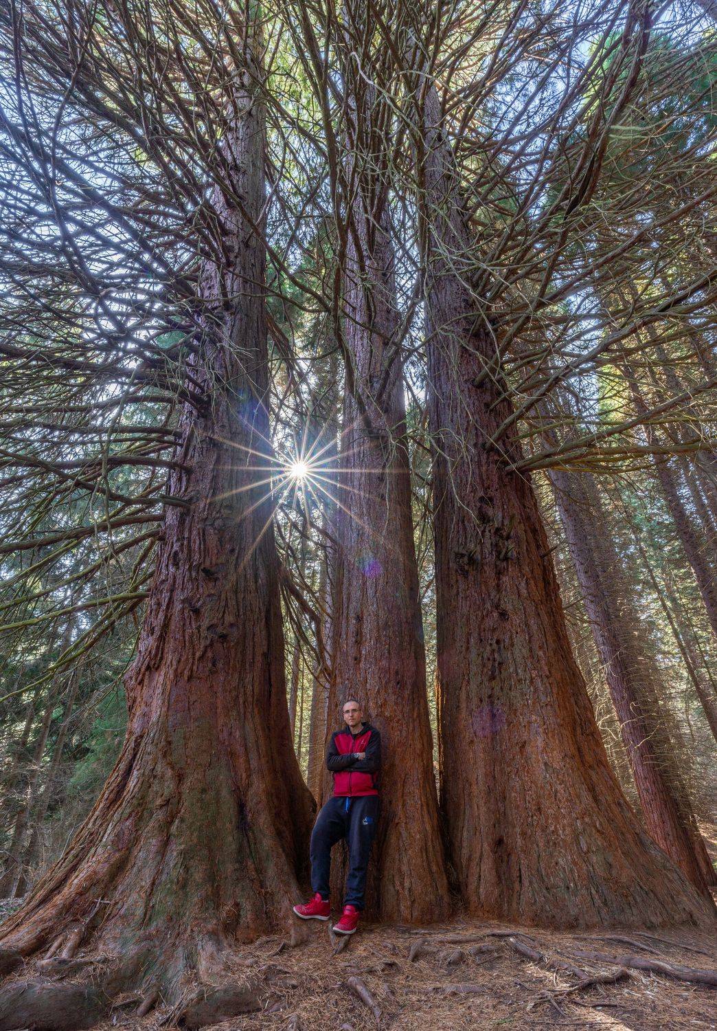 vertical nature trees landscapes, viktor demidov