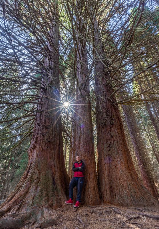 vertical nature trees landscapes meditation фото превью