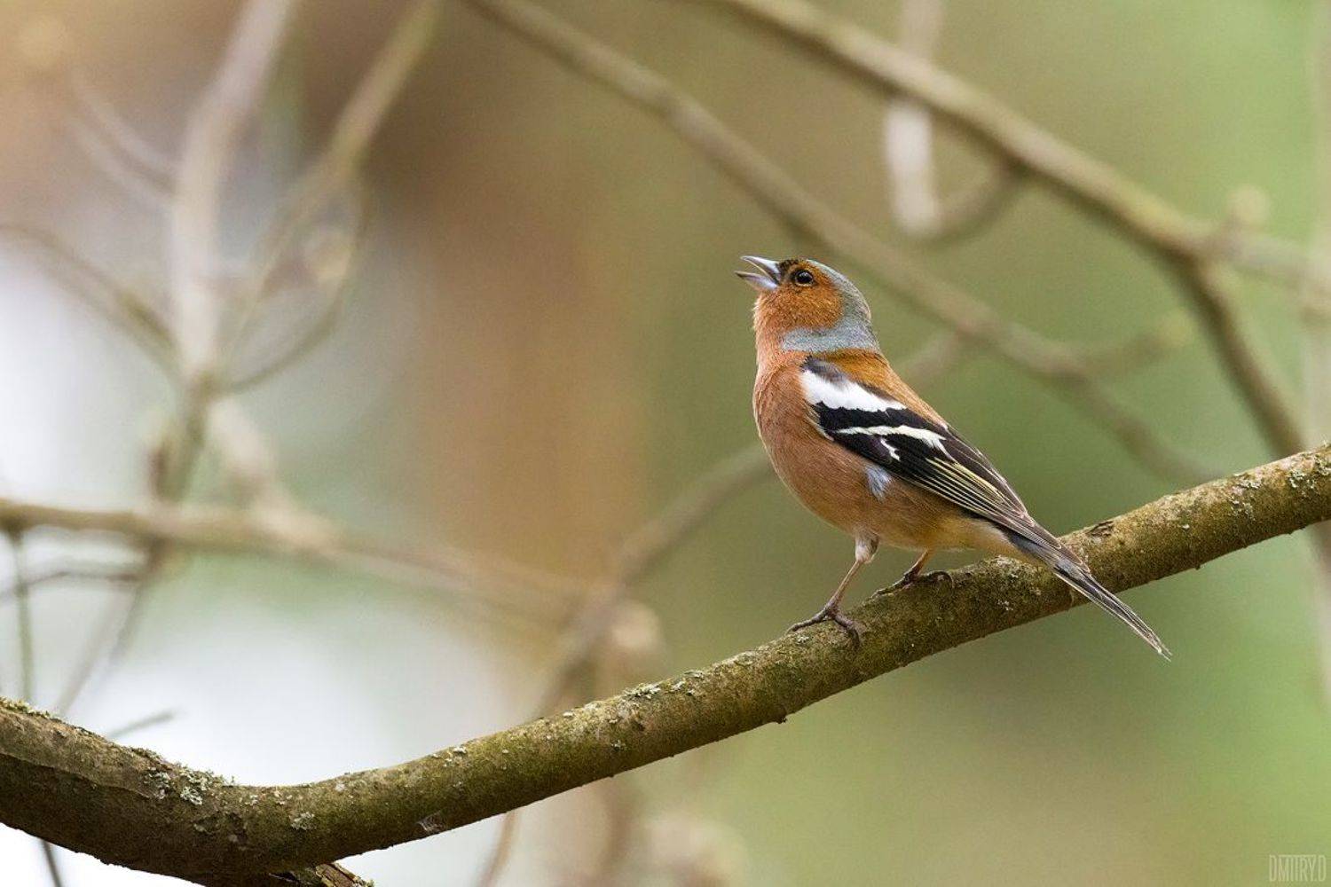 птица, зяблик, лес, весна,, Дмитрий Доронин