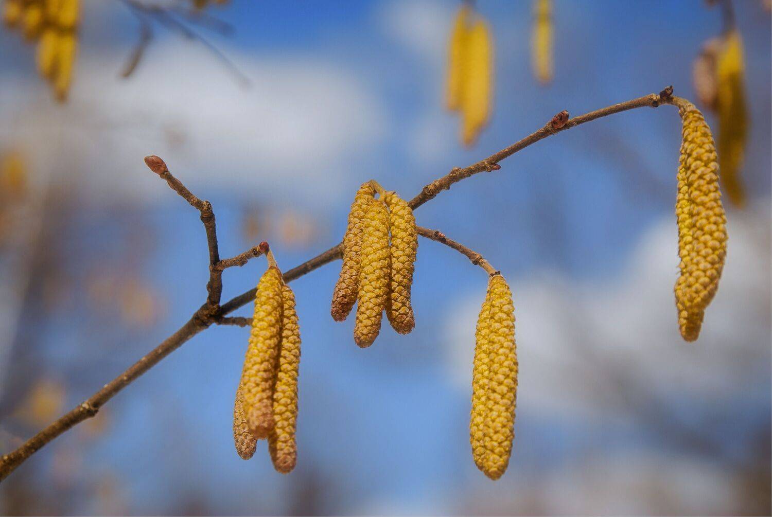 серёжки ветка облака, Вера Петри