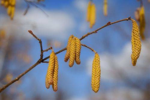 Серёжки ольховые