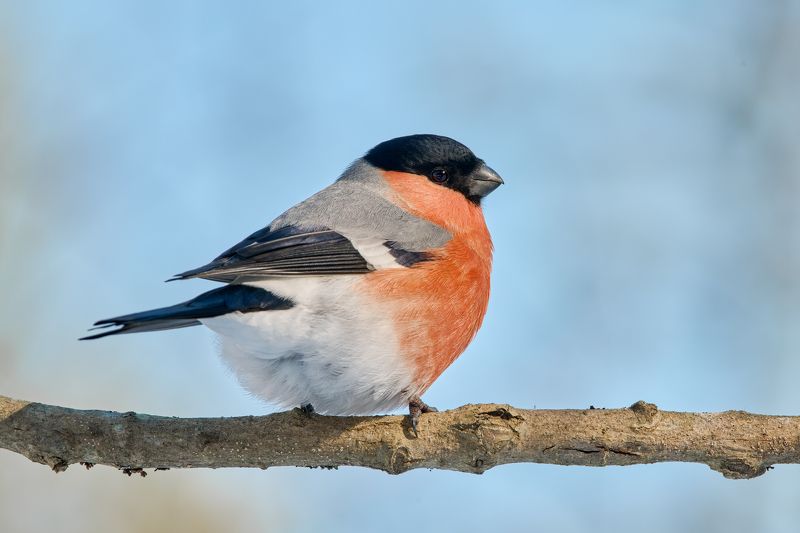 Снегирь фото превью