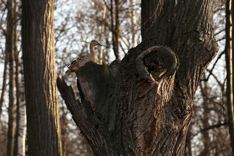 В поисках гнезда... фото превью