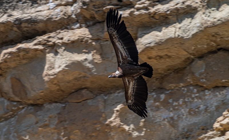 белоголовый сип, кисловодск, аликоновское ущелье, птицы Белоголовый сип в Аликоновском ущелье фото превью