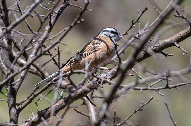 горная овсянка, кисловодск, птицы Горная овсянка фото превью